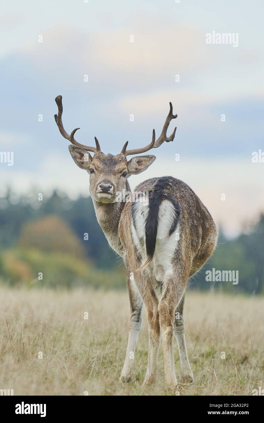 Fallow deer (Dama dama) on a meadow, captive; Bavaria, Germany Stock Photo