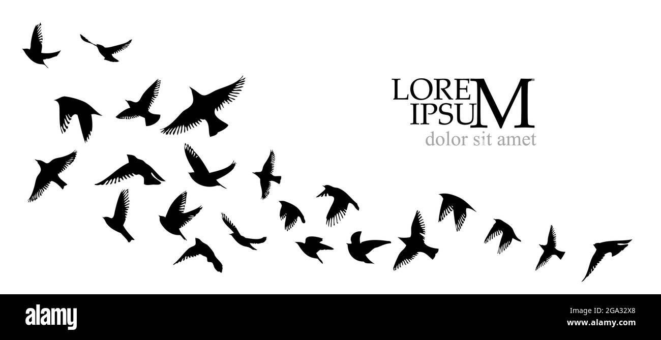 Shorebird vector vectors hi-res stock photography and images - Alamy