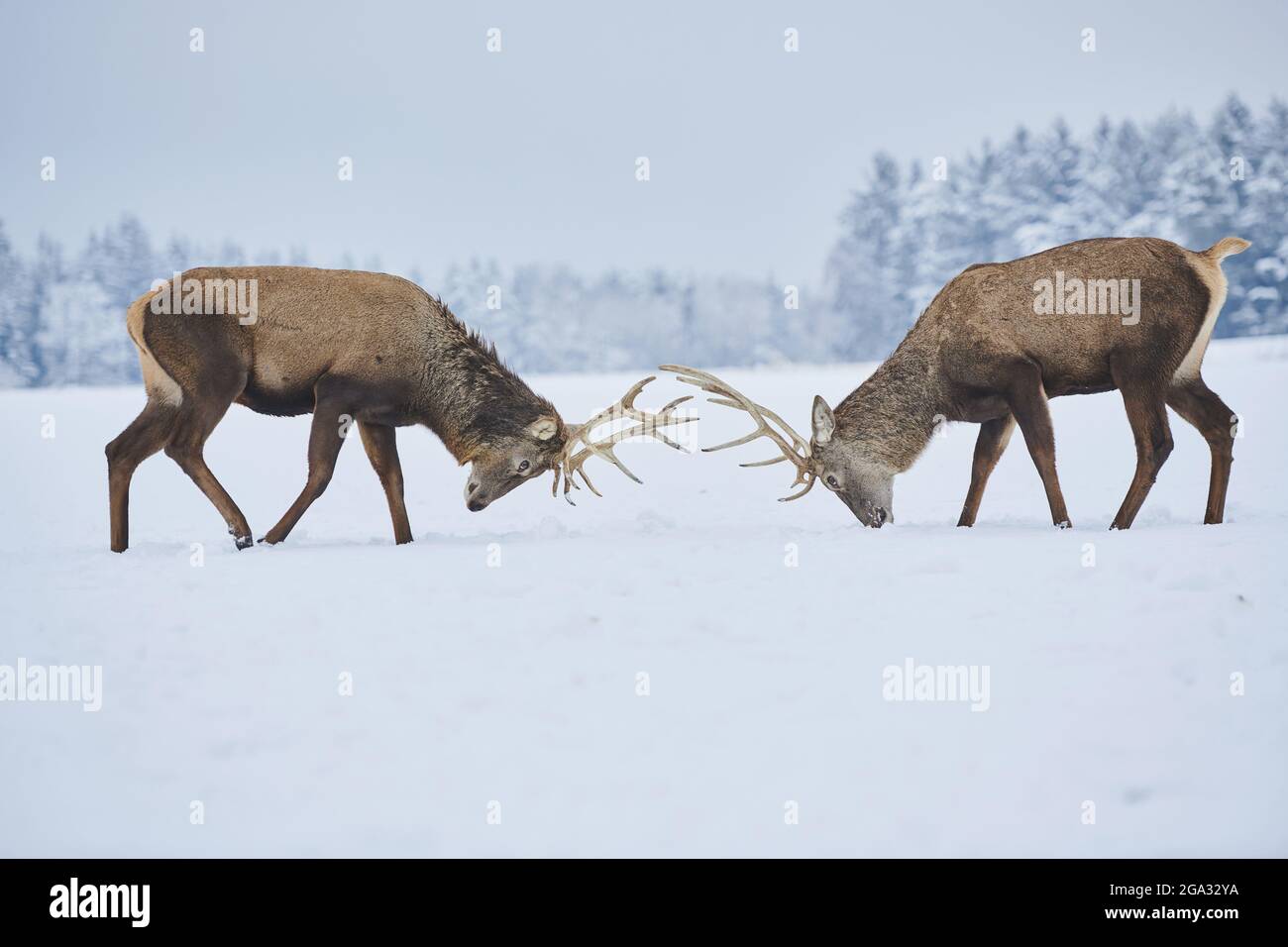 Red deer (Cervus elaphus) stags butting antlers on a snowy meadow, captive; Bavaria, Germany Stock Photo