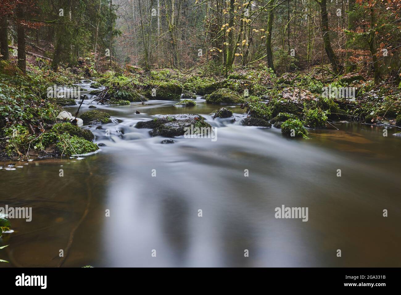 A stream flowing through the forest at Hollental Nature Reserve, Bavarian Forest; Bavaria, Germany Stock Photo
