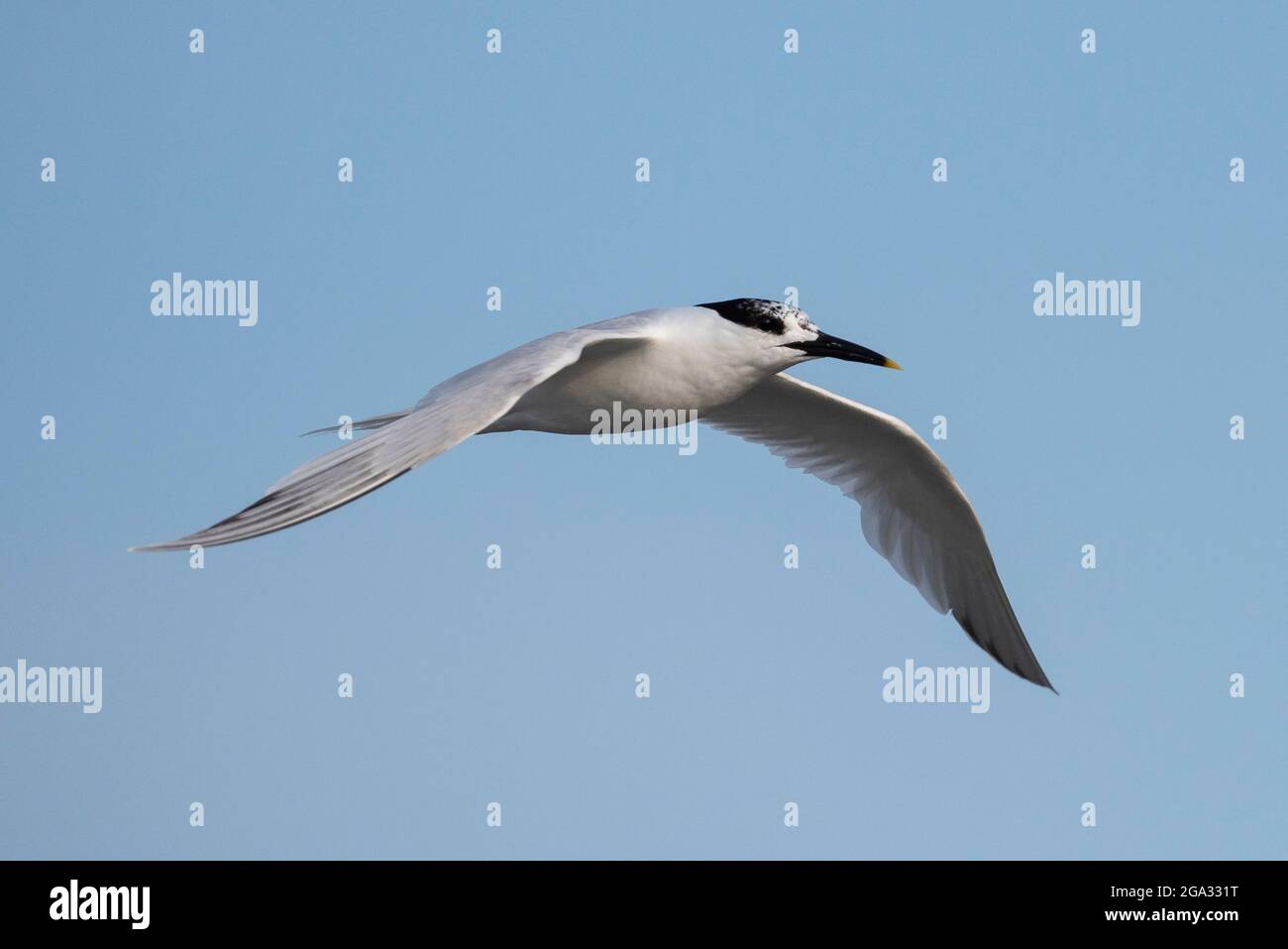 Sandwich Tern (Sterna sandvicensis) in flight carrying a fish, Anglesey, Wales. Stock Photo