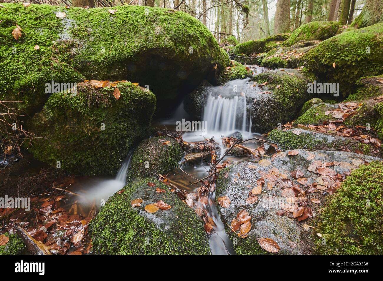 A stream flowing through the forest at Hollental Nature Reserve, Bavarian Forest; Bavaria, Germany Stock Photo