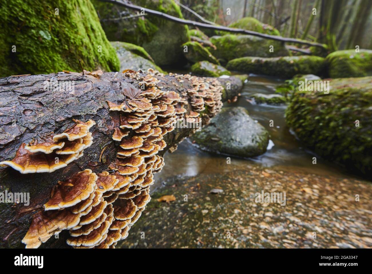 Polypore mushroom or turkey tail (Trametes versicolor) on a tree trunk at Hollental Nature Reserve, Bavarian Forest; Bavaria, Germany Stock Photo