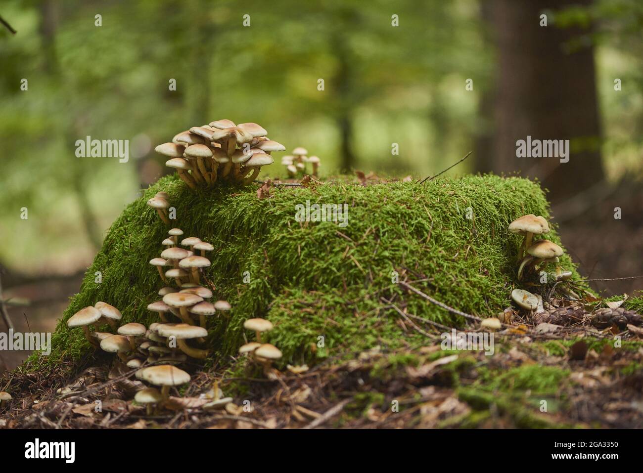 Sulphur tuft or clustered woodlover (Hypholoma fasciculare) mushrooms; Bavaria, Germany Stock Photo