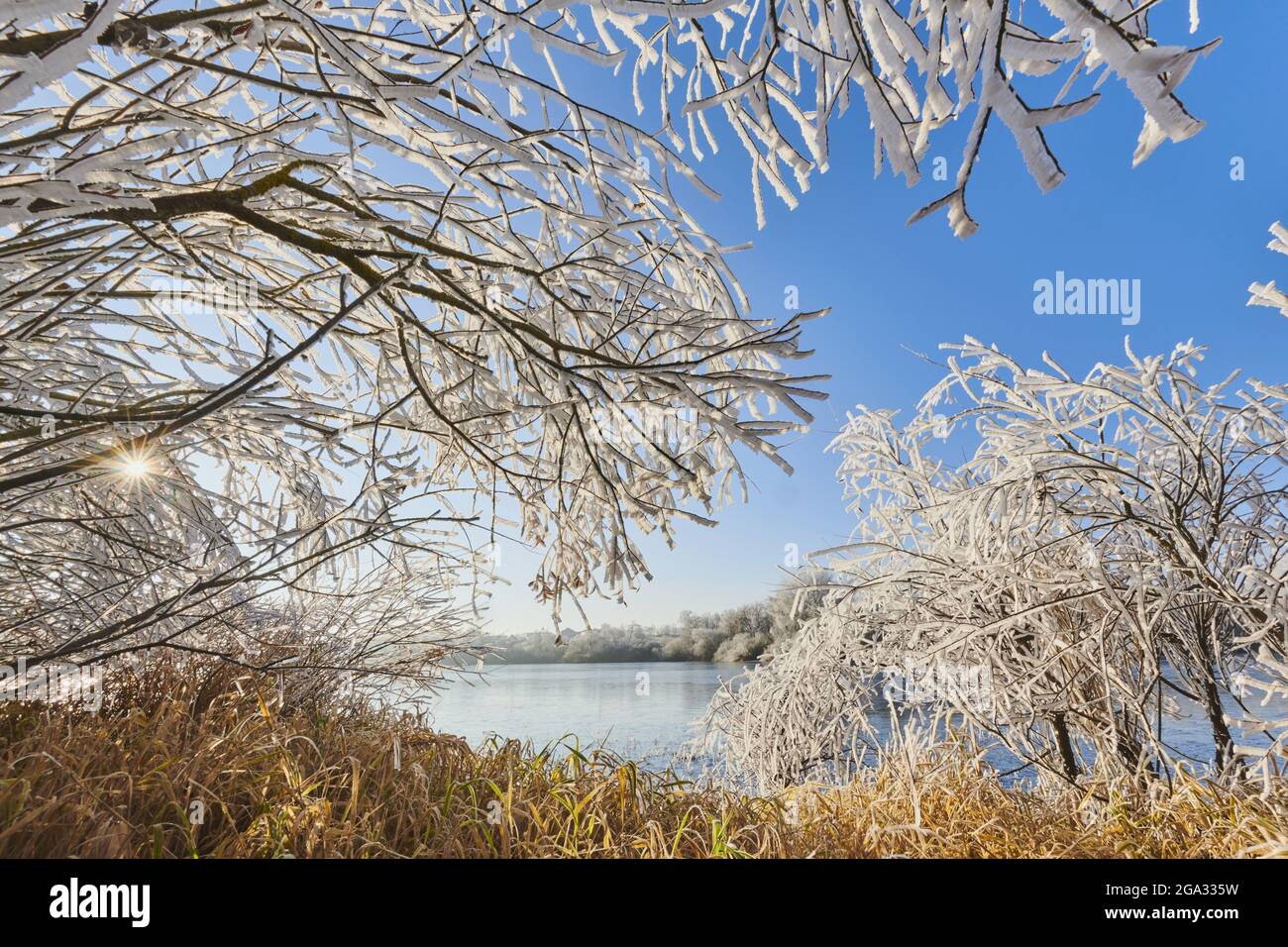 Frozen trees and bushes at a lake near Rettenbach in the Bavarian Forest; Bavaria, Germany Stock Photo