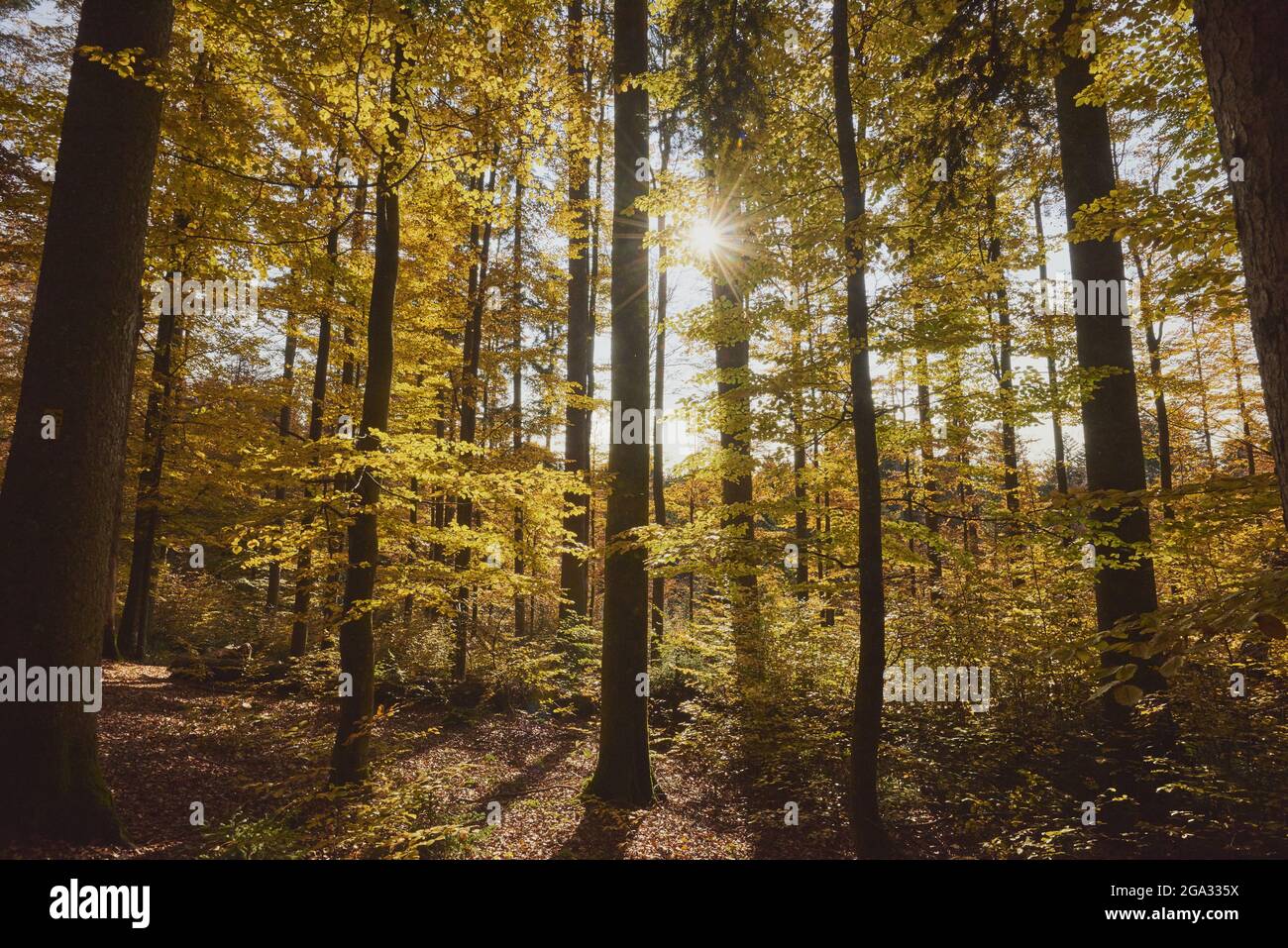 Autumn coloured European beech or common beech (Fagus sylvatica) forest, Bavarian Forest National Park; Lusen, Bavaria, Germany Stock Photo