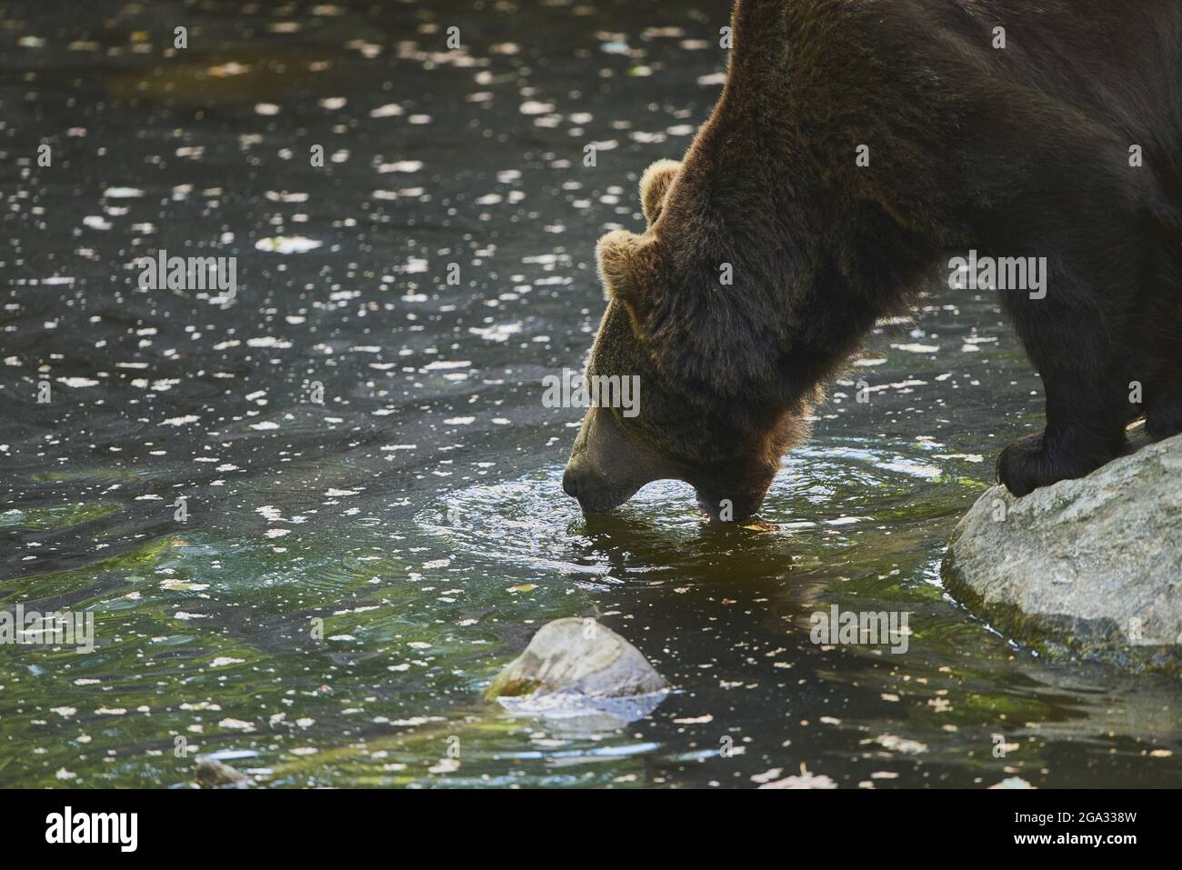 Eurasian brown bear (Ursus arctos arctos) drinking at a pond, captive, Bavarian Forest National Park; Bavaria, Germany Stock Photo
