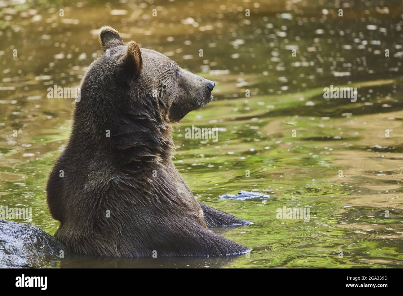 Eurasian brown bear (Ursus arctos arctos) at a pond, captive, Bavarian Forest National Park; Bavaria, Germany Stock Photo