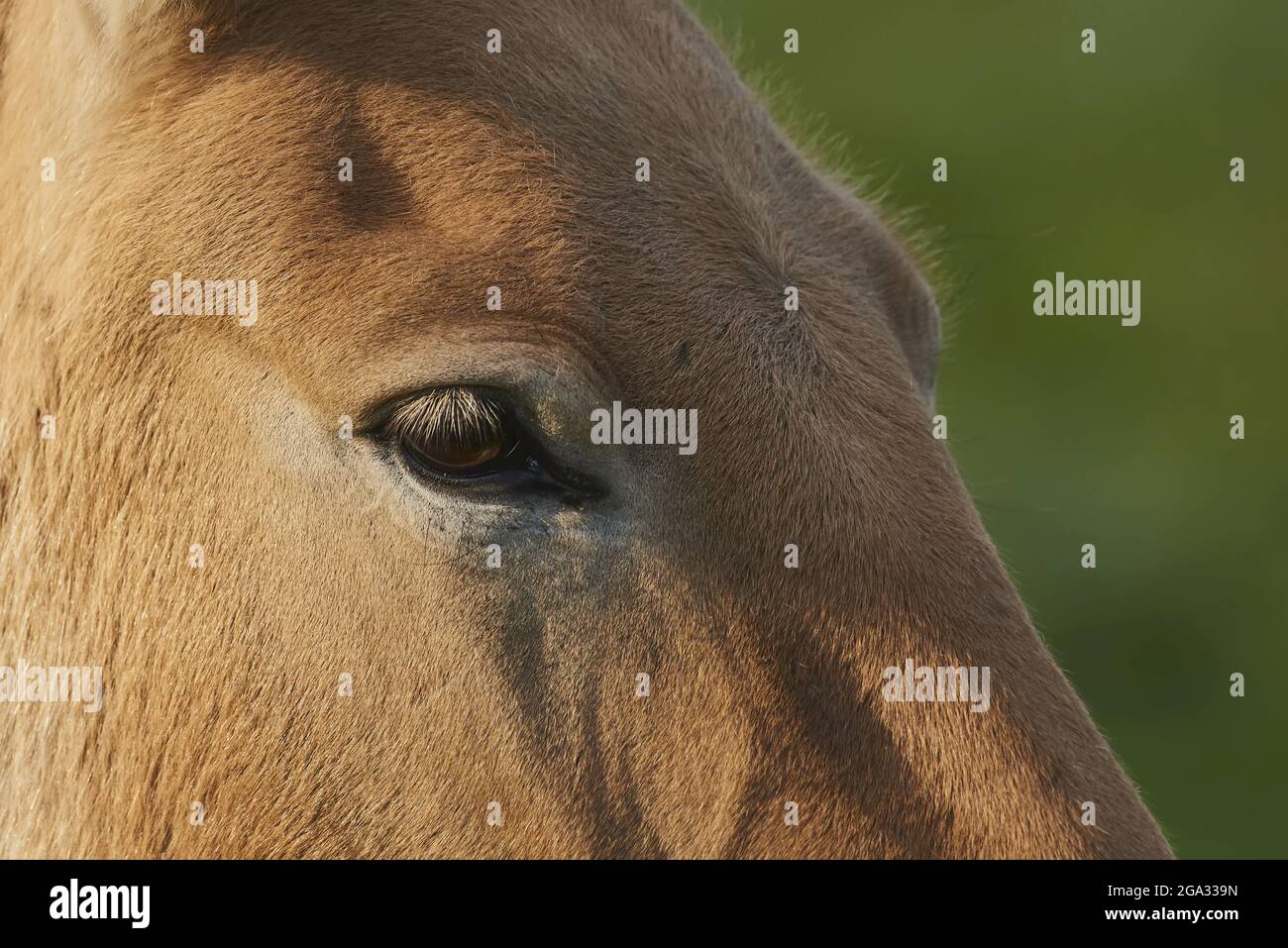 Eye of Przewalski's horse or Mongolian wild horse (Equus ferus przewalskii), captive, Bavarian Forest National Park; Bavaria, Germany Stock Photo