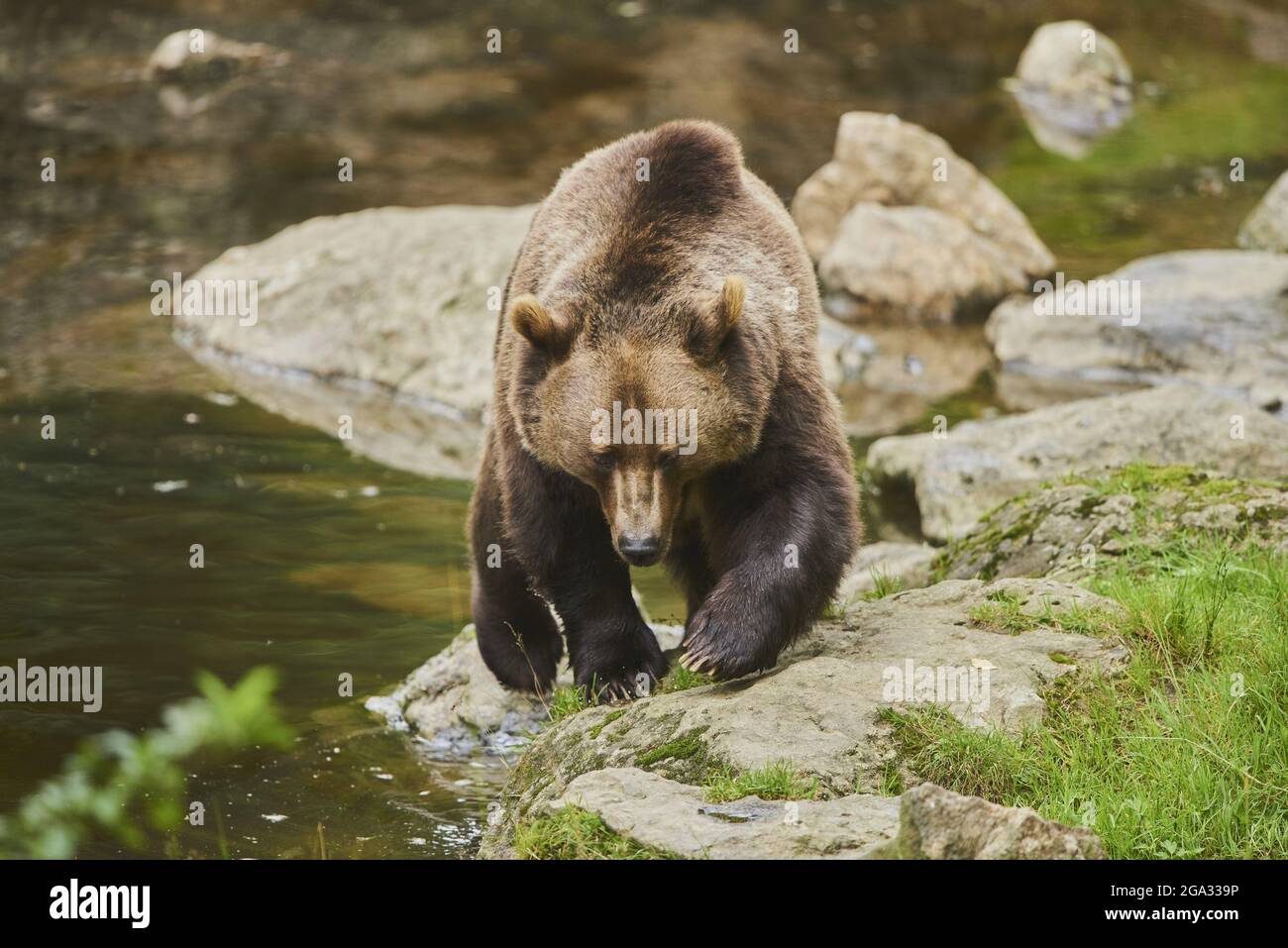 Eurasian brown bear (Ursus arctos arctos) at a pond, captive, Bavarian Forest National Park; Bavaria, Germany Stock Photo