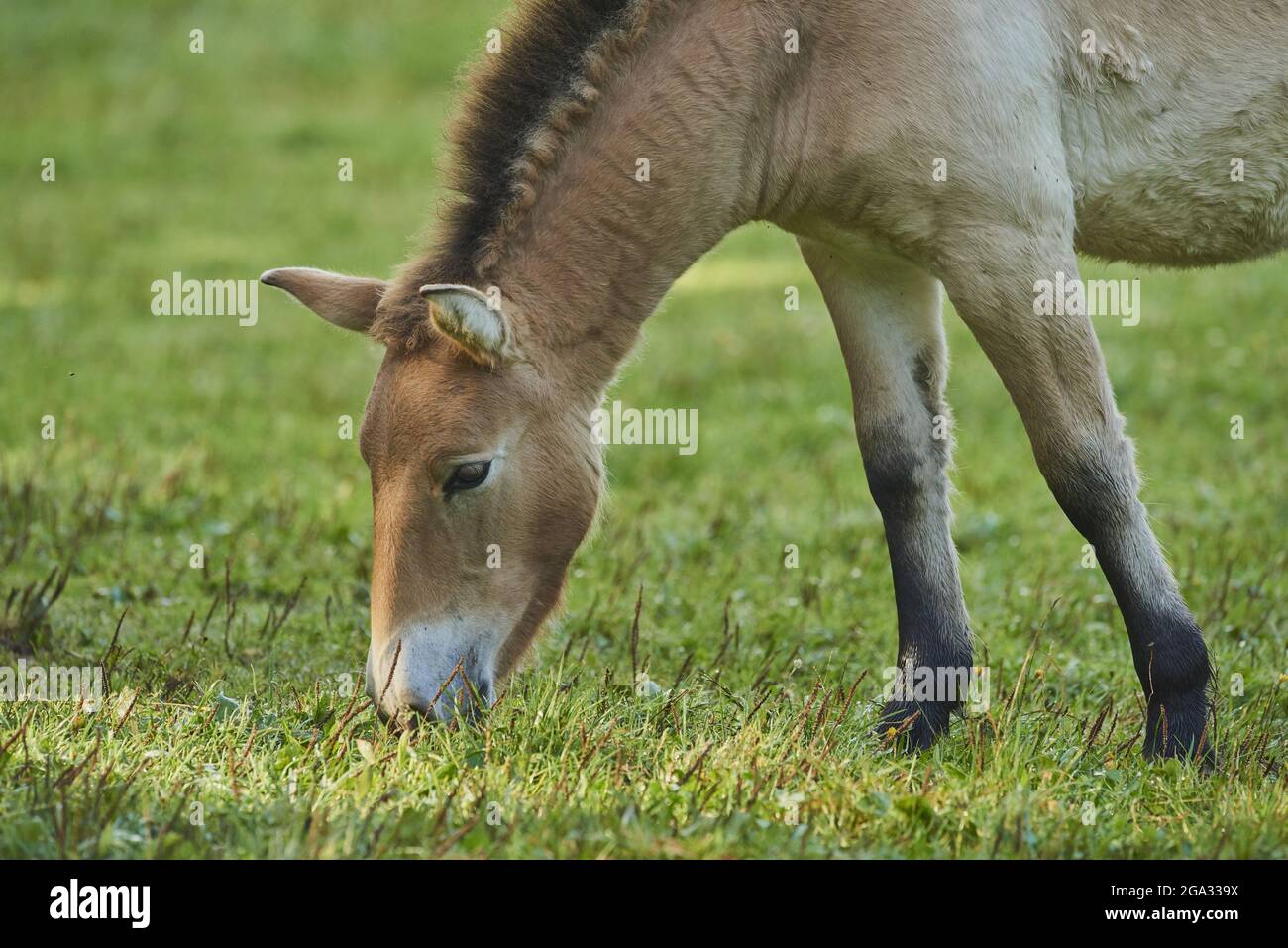 Przewalski's horse or Mongolian wild horse (Equus ferus przewalskii) on a field, captive, Bavarian Forest National Park; Bavaria, Germany Stock Photo