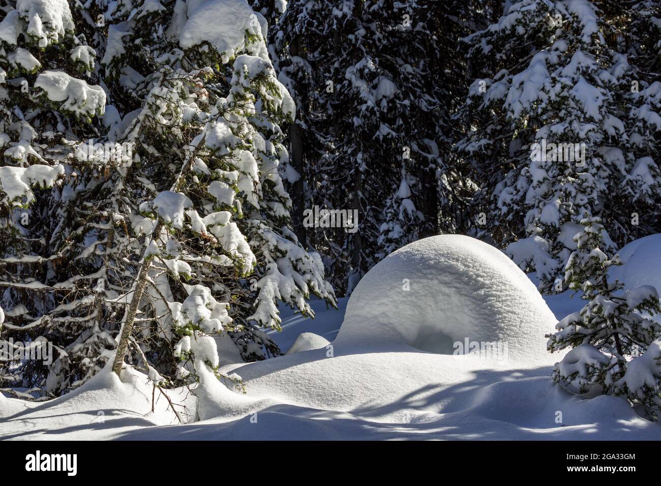 Evergreen trees snow close up hi-res stock photography and images - Alamy