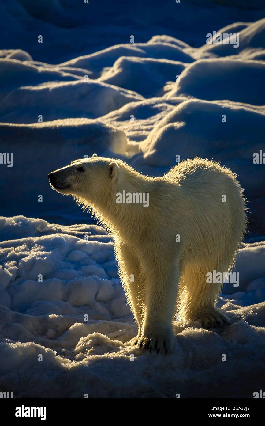 Polar Bear (Ursus maritimus) under the midnight sun in Hinlopen Strait, Svalbard, Norway; Svalbard, Norway Stock Photo