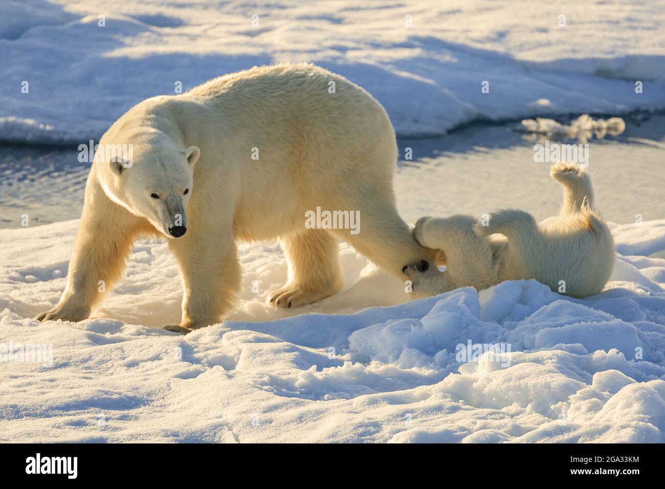 Under the midnight sun, polar bear (Ursus maritimus) mother and cub on pack ice, Hinlopen Strait; Svalbard, Norway Stock Photo