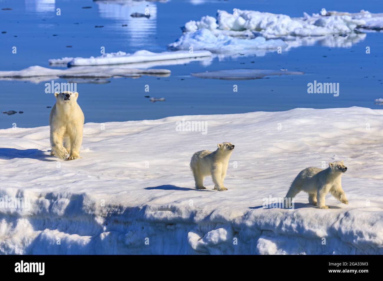Polar bear (Ursus maritimus) mother and cubs on iceberg, Hinlopen Strait, Svalbard, Norway; Svalbard, Norway Stock Photo