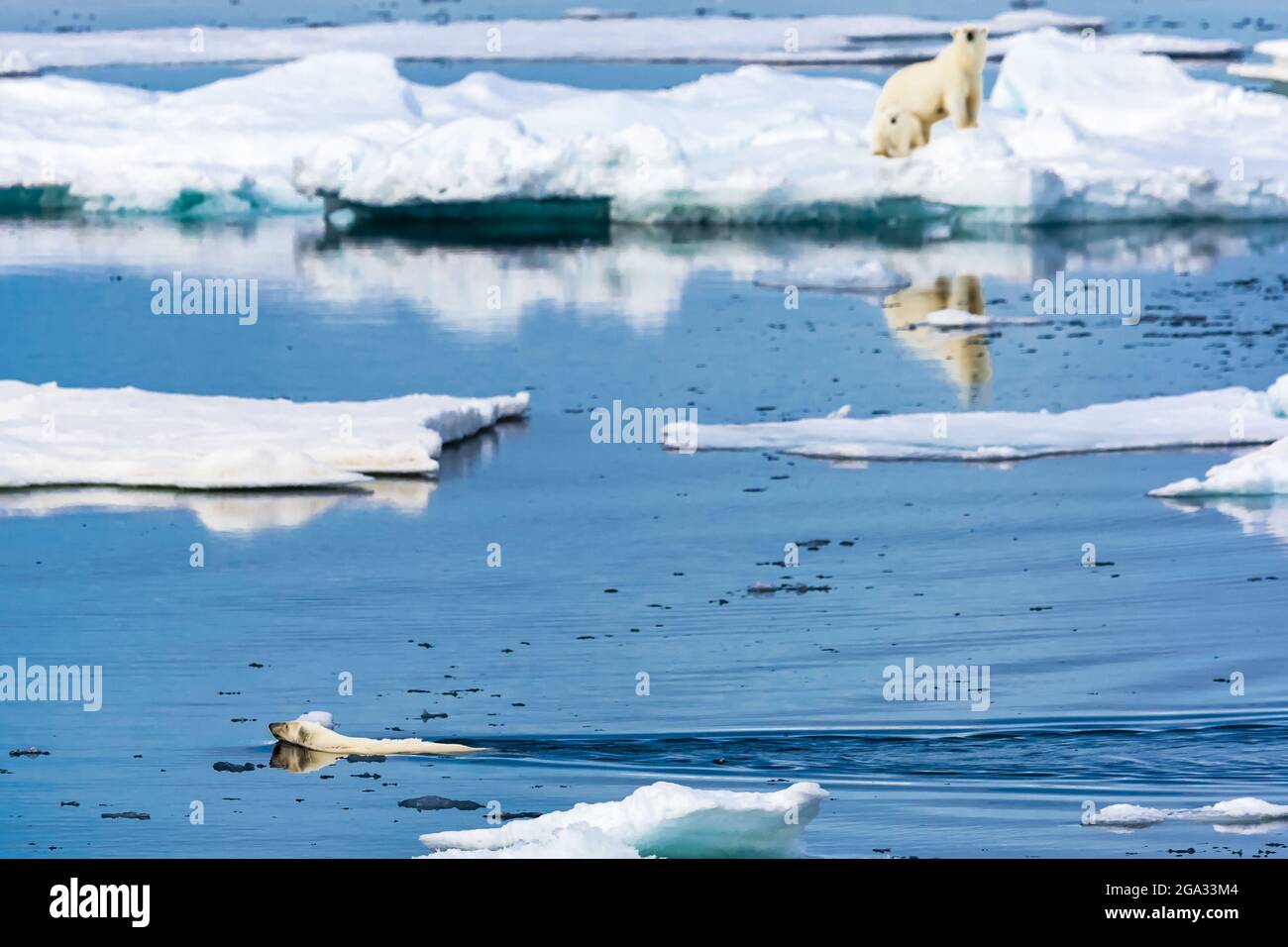 Polar bear (Ursus maritimus) swimming through blue water as mother with cub looks on, Hinlopen Strait; Svalbard, Norway Stock Photo