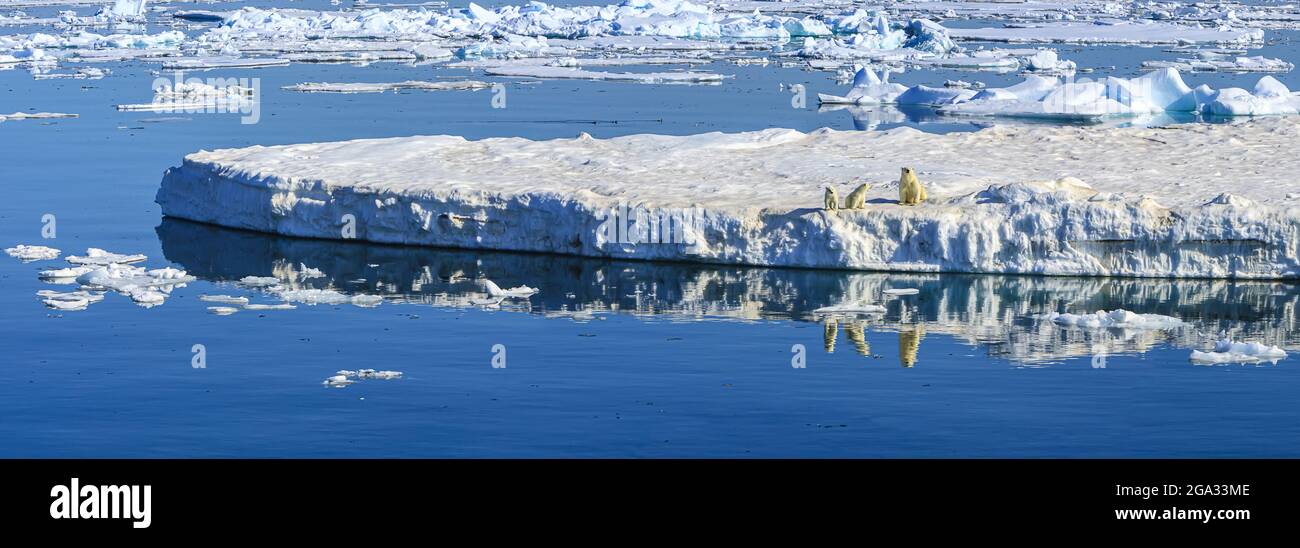 Polar bear (Ursus maritimus) mother and cubs on iceberg, Hinlopen Strait, Svalbard, Norway; Svalbard, Norway Stock Photo