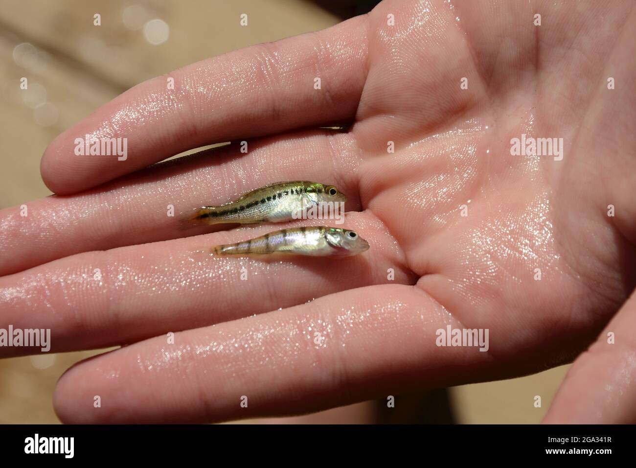 Largemouth bass (Micropterus salmoides) and yellow perch (Perca flavescens) babies in a wet hand; New York, United States of America Stock Photo