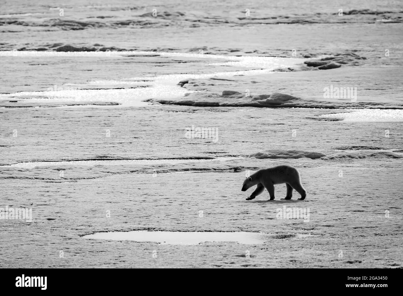 Lone Polar bear (Ursus maritimus) walking across pack ice, Himlopen Strait; Svalbard, Norway Stock Photo