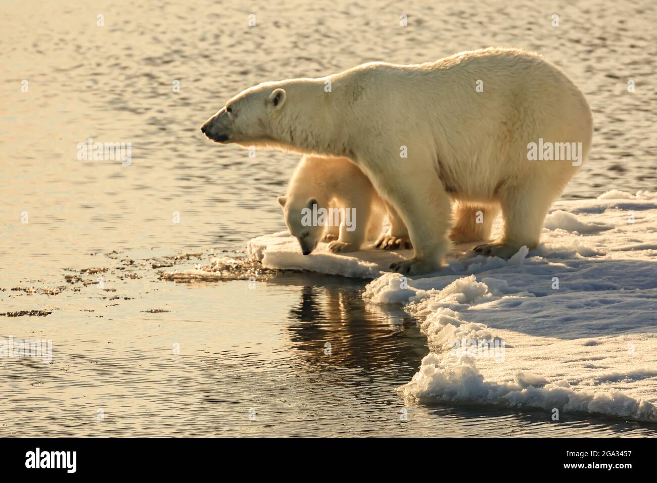 Under the midnight sun, Polar bear (Ursus maritimus) mother and cub on pack ice, Hinlopen Strait; Svalbard, Norway Stock Photo