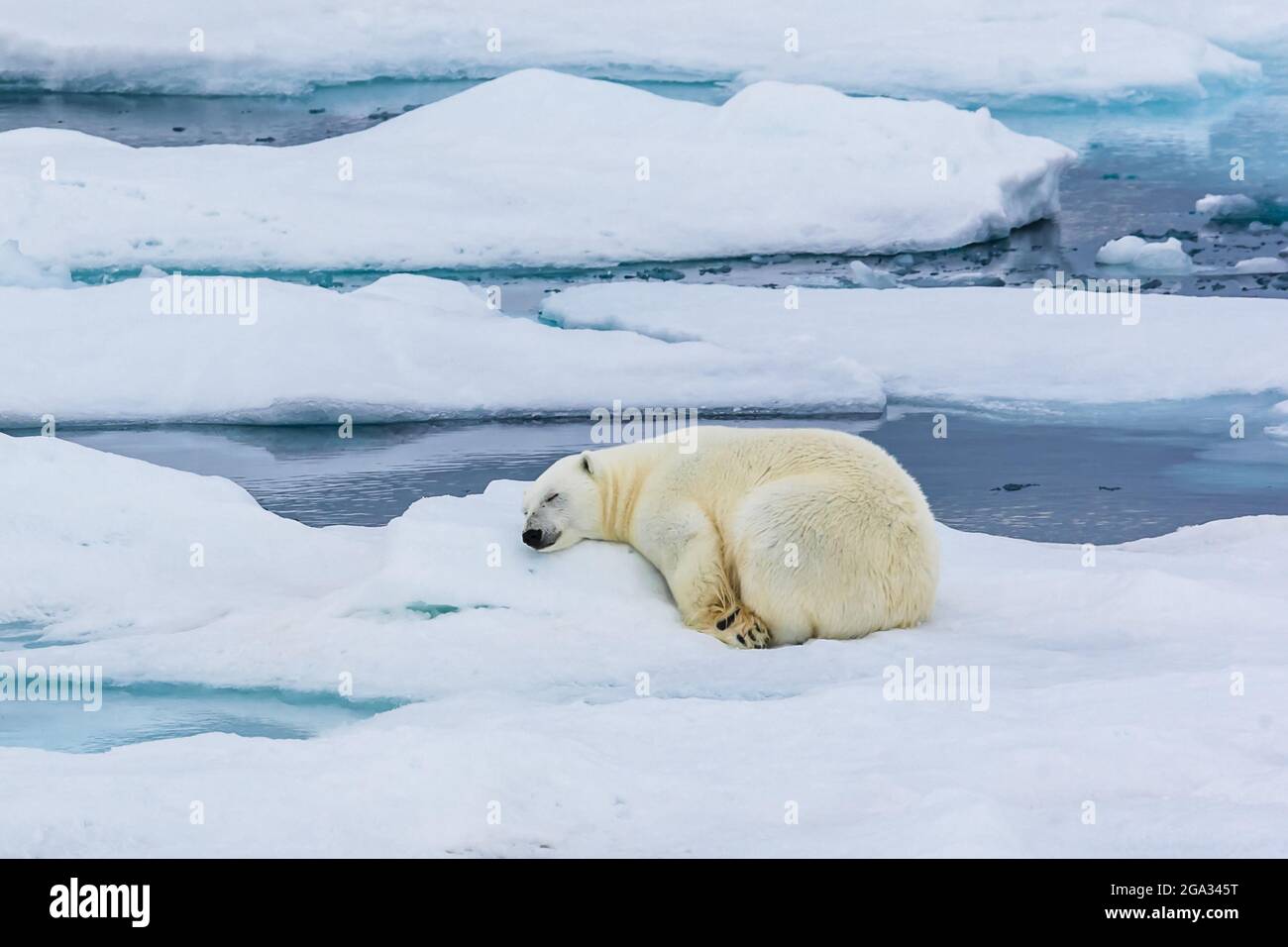 Sleeping Polar Bear (Ursus maritimus), Hinlopen Strait; Svalbard, Norway Stock Photo