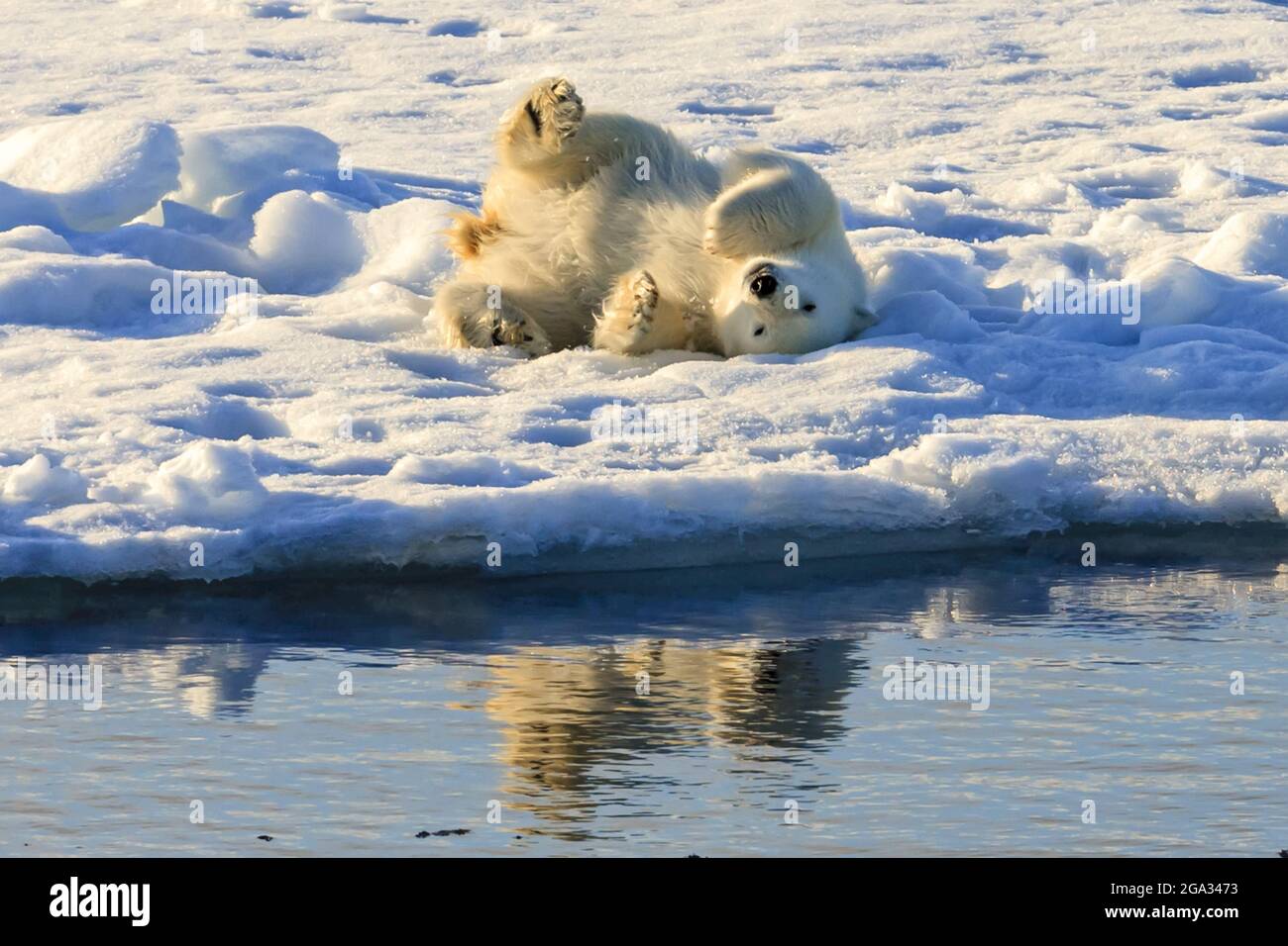 Under the Midnight Sun, Polar Bear (Ursus maritimus) rolls on it's back on pack ice, Hinlopen Strait; Svalbard, Norway Stock Photo