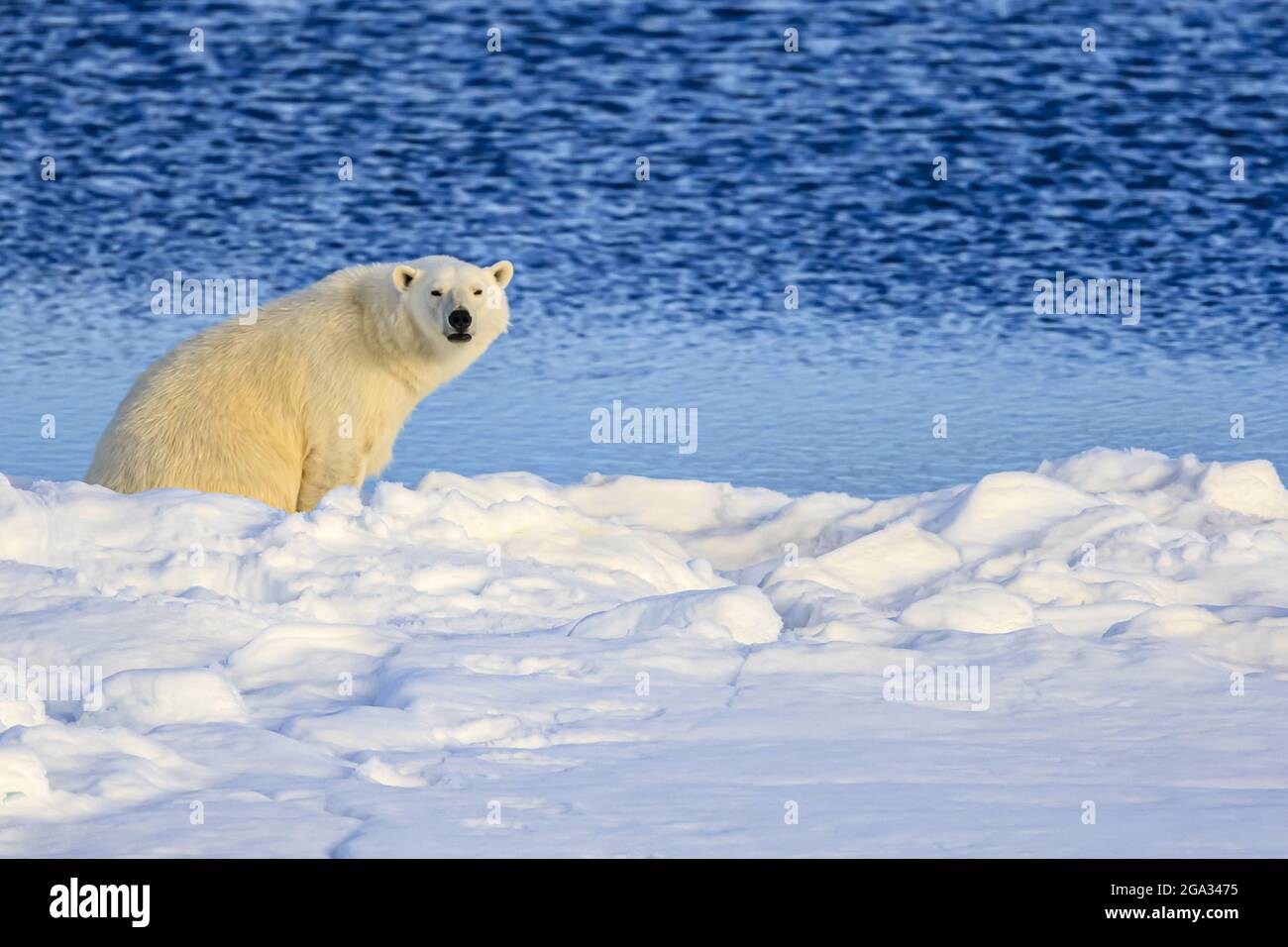Under the Midnight sun, Polar Bear (Ursus maritimus) on pack ice, Hinlopen Strait; Svalbard, Norway Stock Photo