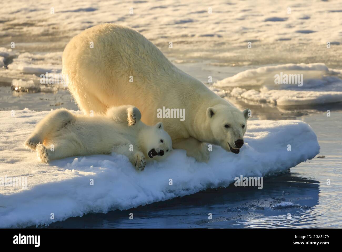 Under the Midnight Sun, Polar bear mother and cub (Ursus maritimus) on pack ice, Hinlopen Strait; Svalbard, Norway Stock Photo
