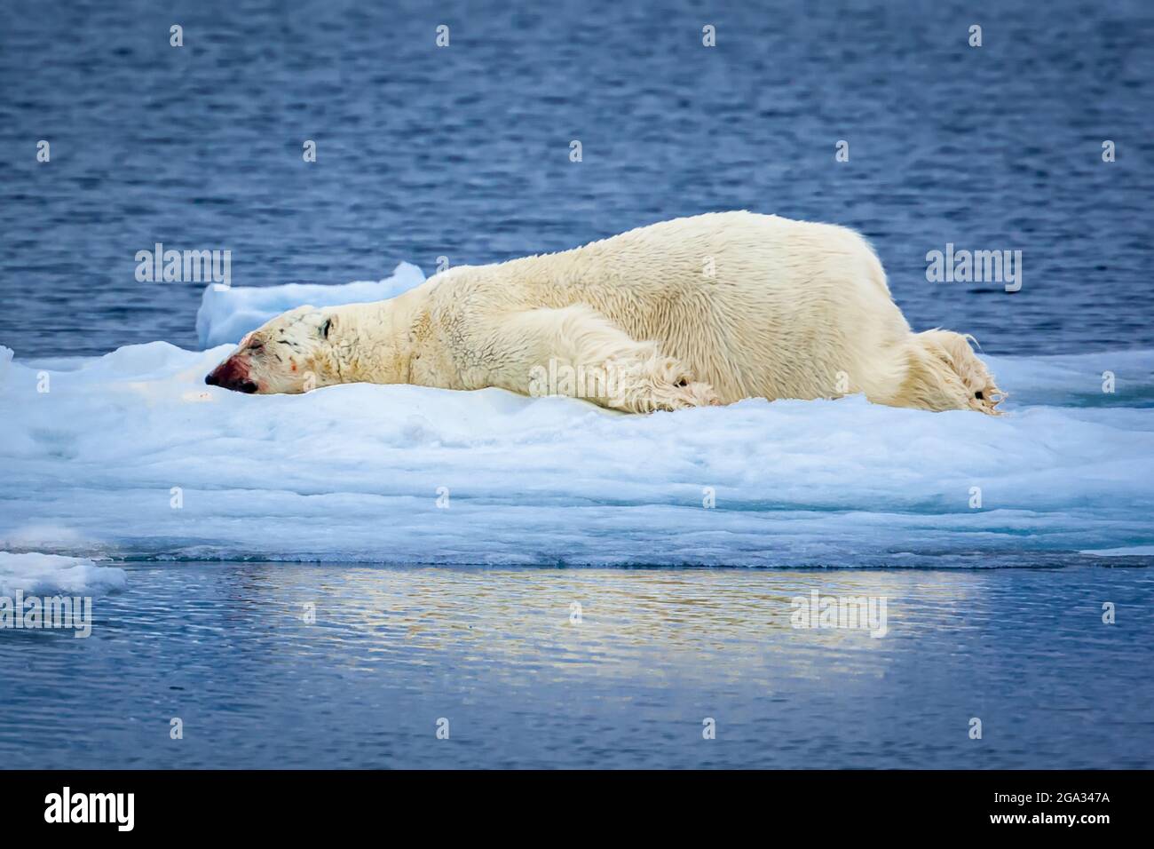 Sleeping Polar Bear (Ursus maritimus) after a meal, with traces of blood on it's face; Svalbard, Norway Stock Photo