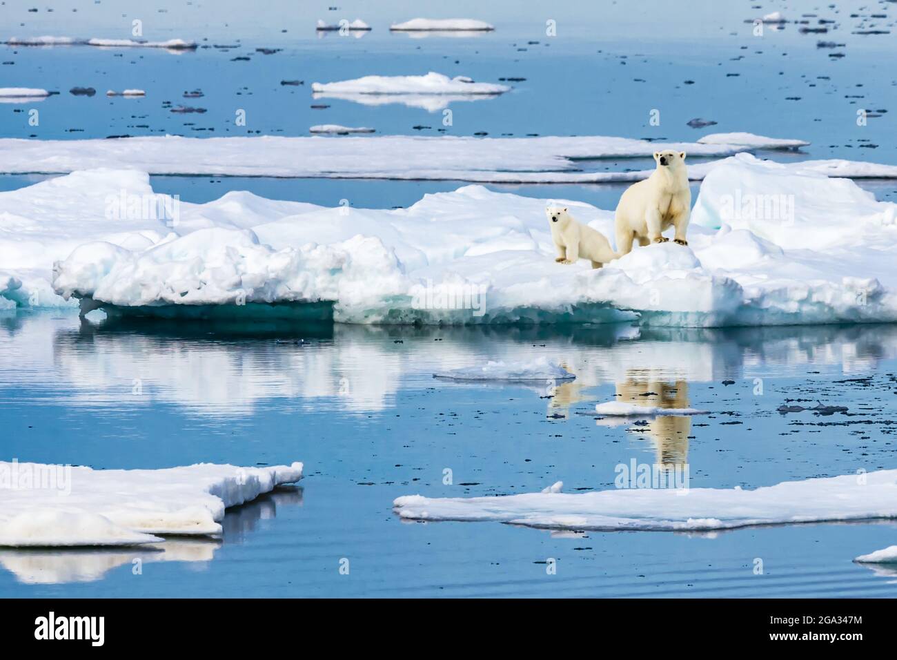 Polar bear mother and cub (Ursus maritimus) on iceberg, Hinlopen Strait; Svalbard, Norway Stock Photo