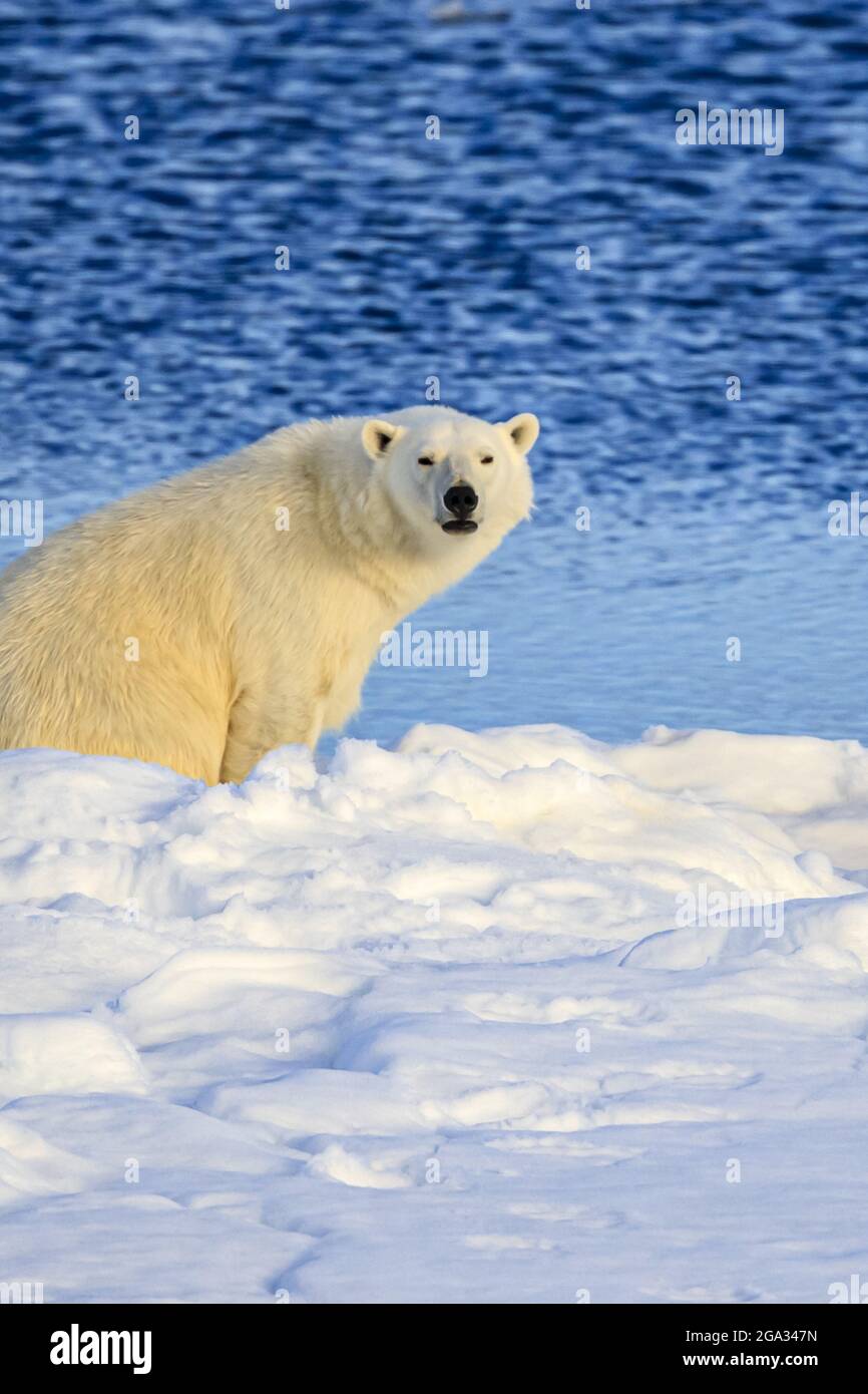 Under the Midnight Sun, Polar Bear (Ursus maritimus) on pack ice, Hinlopen Strait; Svalbard, Norway Stock Photo