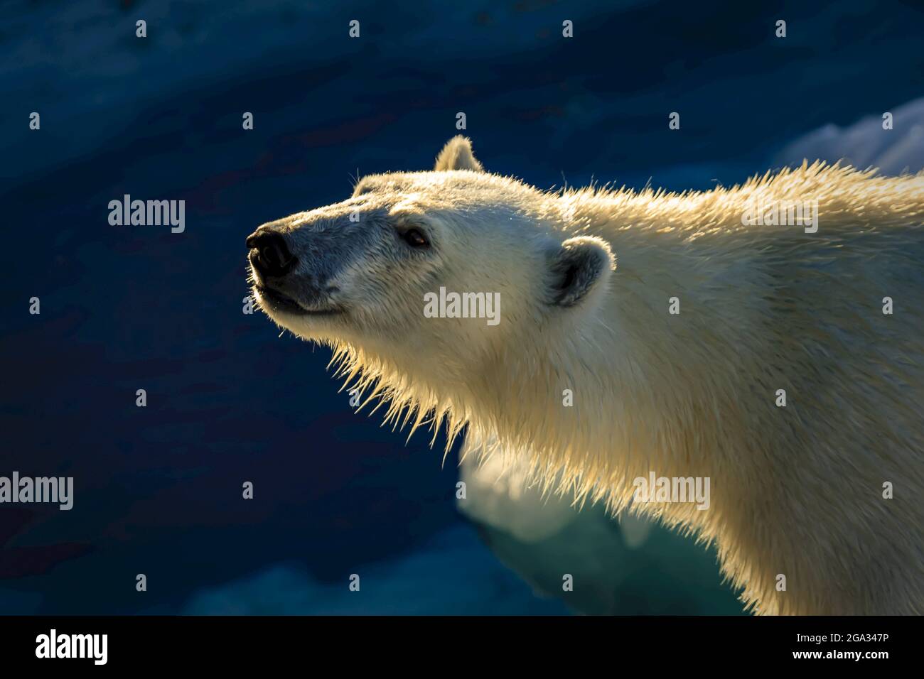 Polar Bear (Ursus maritimus) under the Midnight Sun in Hinlopen Strait; Svalbard, Norway Stock Photo