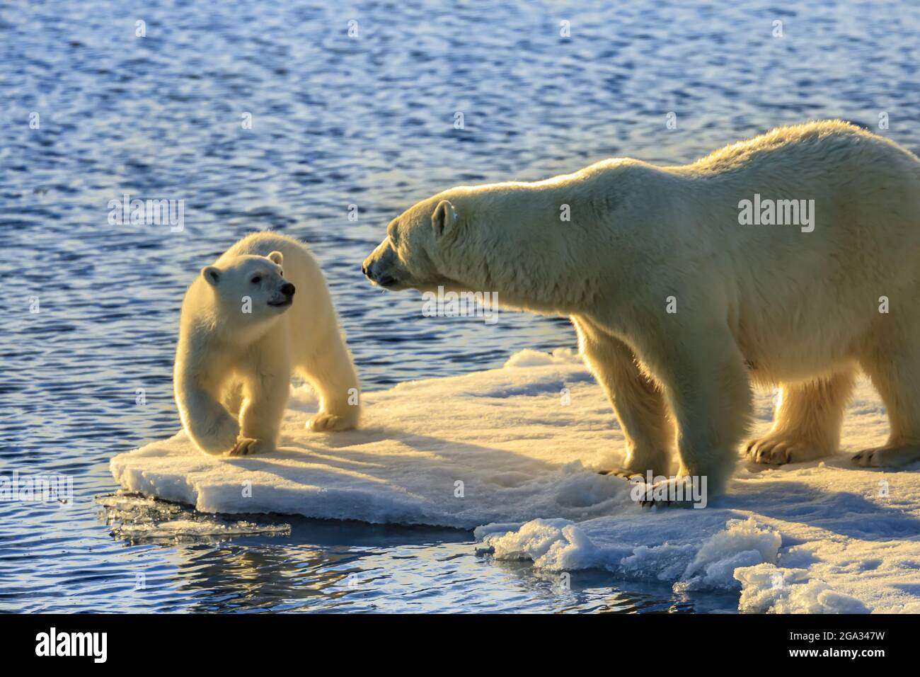 Under the Midnight Sun, Polar bear mother and cub (Ursus maritimus) on pack ice, Hinlopen Strait; Svalbard, Norway Stock Photo