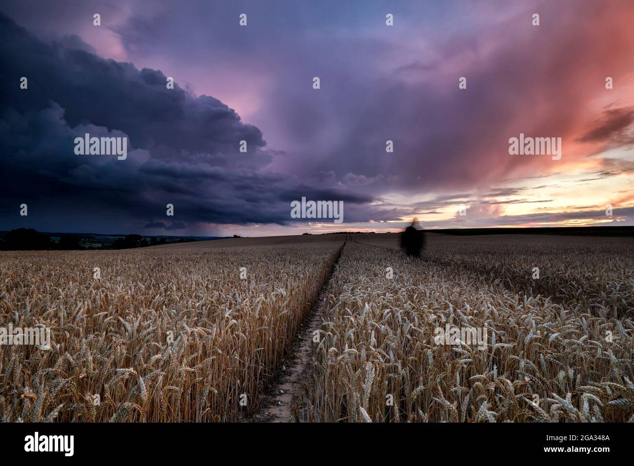 dramatic sunset over wheat field on hills, Netherlands Stock Photo