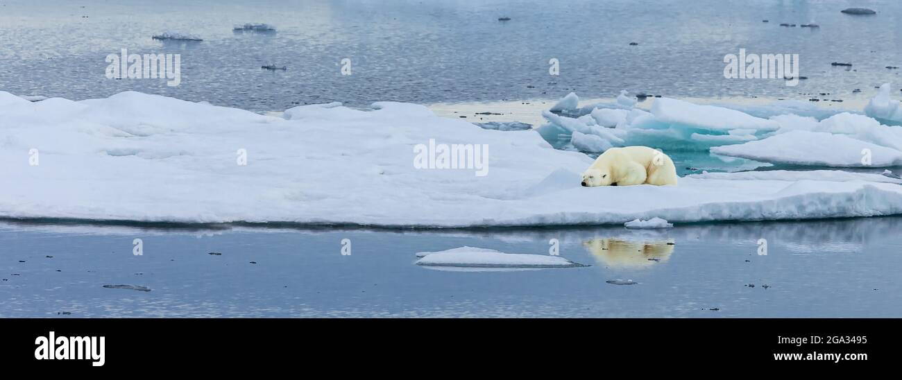 Panoramic of sleeping Polar Bear (Ursus maritimus) on ice floe, Hinlopen Strait; Svalbard, Norway Stock Photo