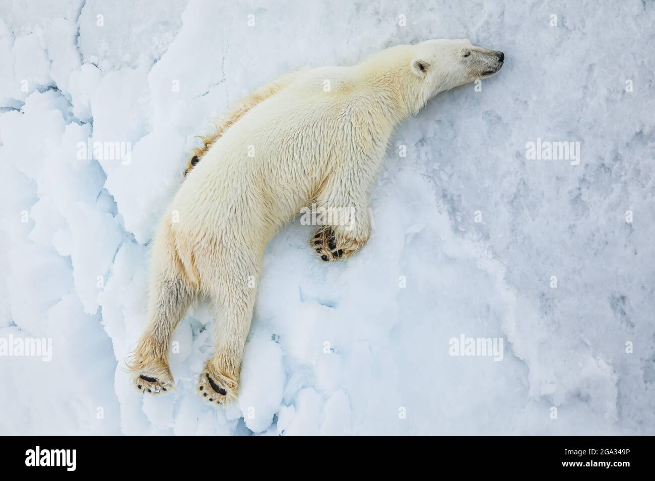 Polar Bear (Ursis maritimus) sleeping on pack ice, Svalbard Archipelago; Svalbard, Norway Stock Photo