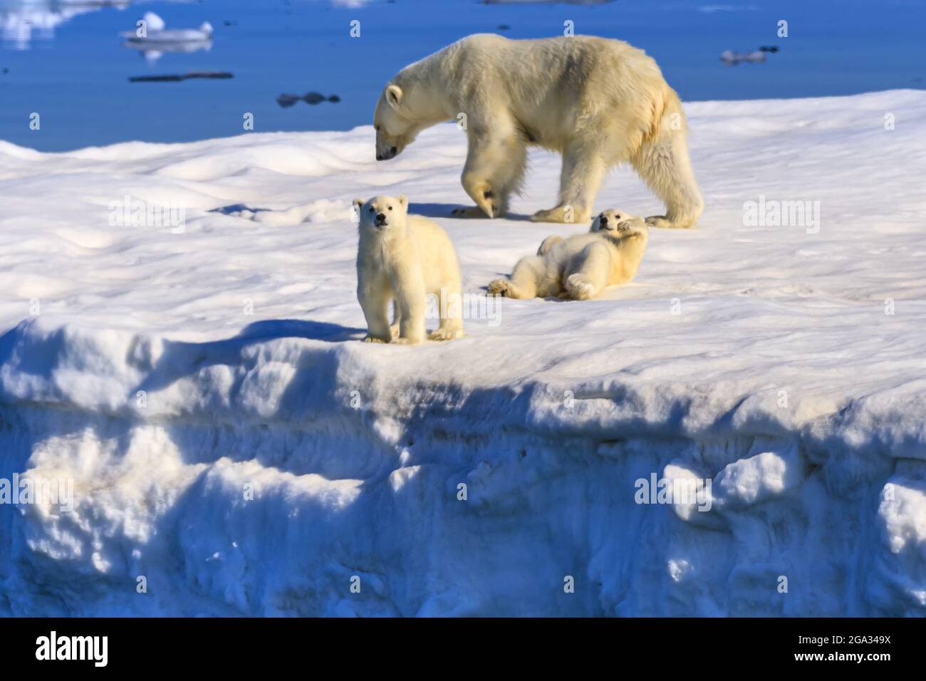 Polar bear mother and cubs (Ursus maritimus) on iceberg, Hinlopen Strait; Svalbard, Norway Stock Photo