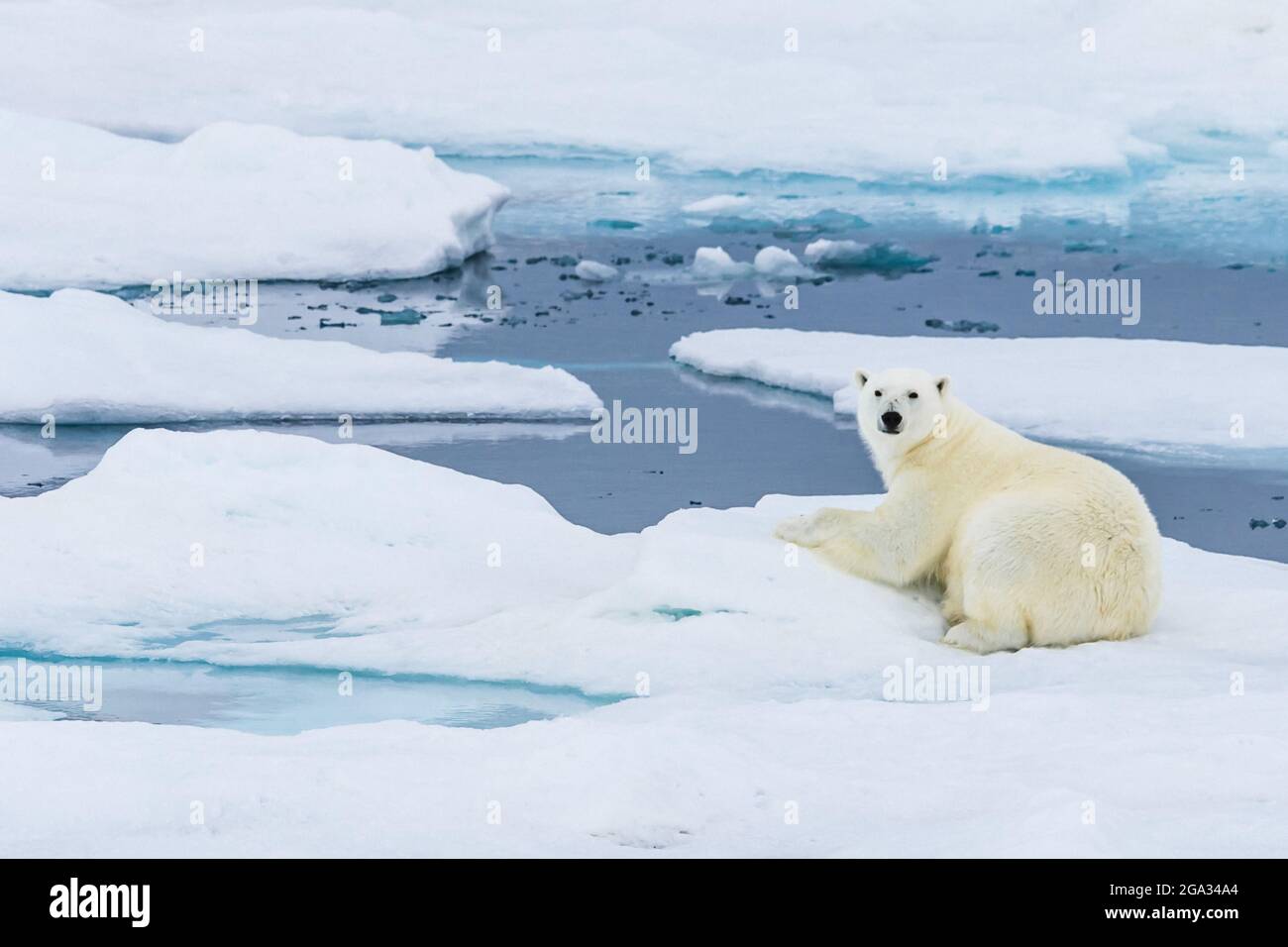 Polar Bear (Ursus maritimus) lying down on pack ice, Hinlopen Strait; Svalbard, Norway Stock Photo