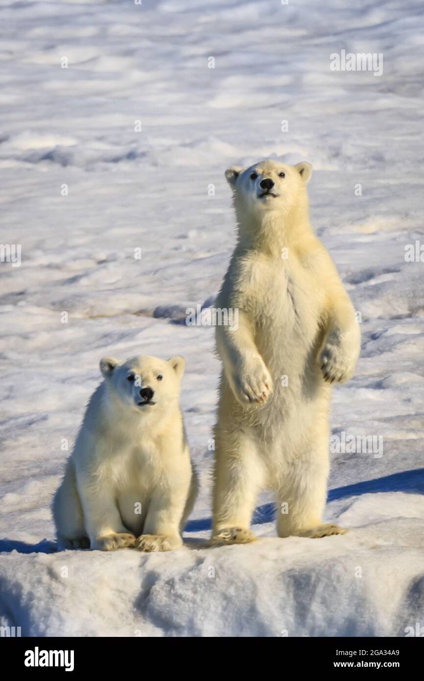 Polar bear cubs (Ursus maritimus) on iceberg, Hinlopen Strait; Svalbard, Norway Stock Photo