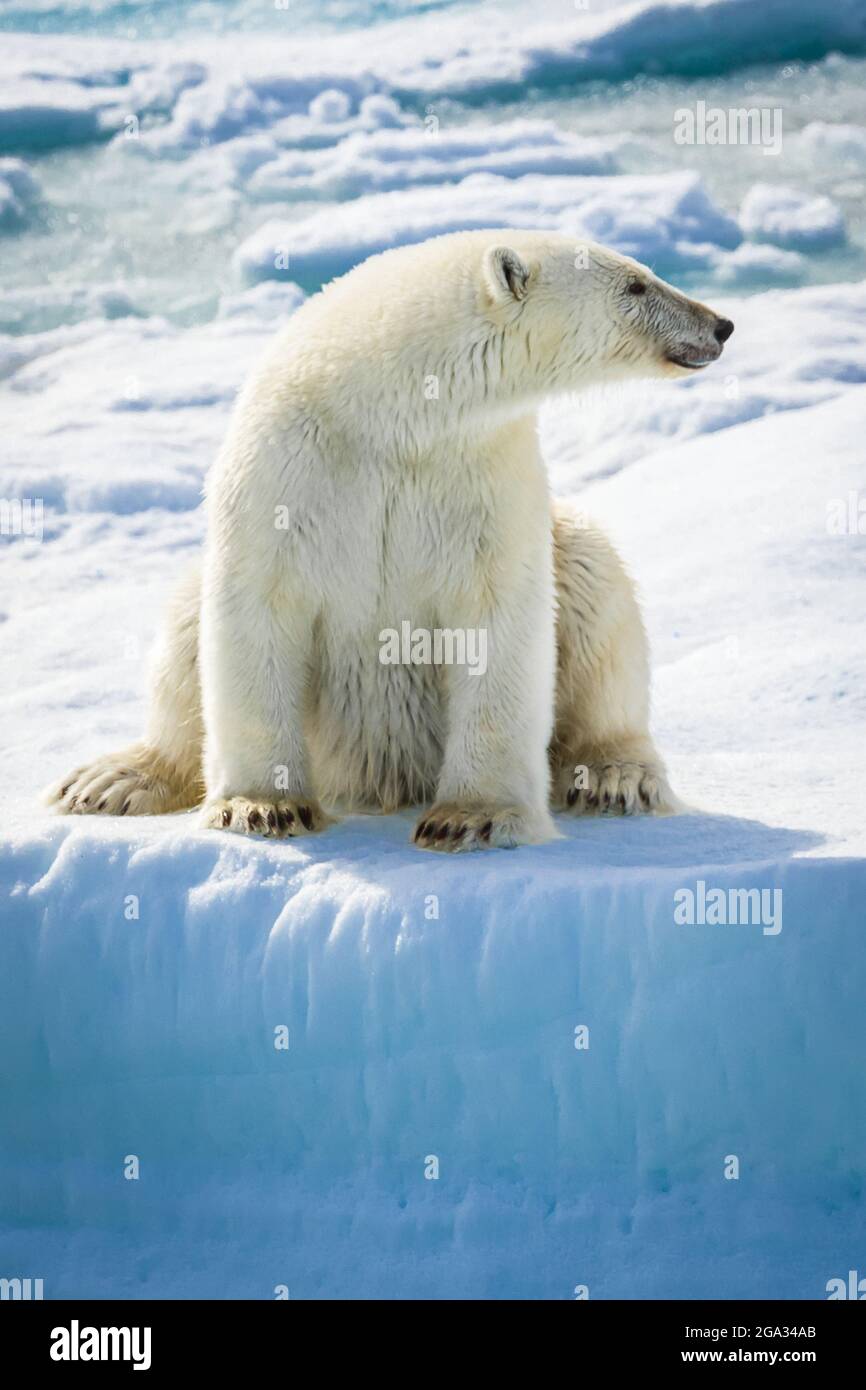 Polar Bear (Ursus maritimus) sitting on pack ice, Hinlopen Strait; Svalbard, Norway Stock Photo