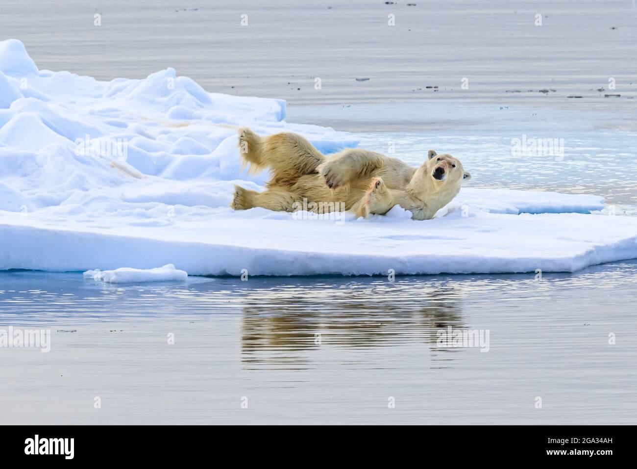 Polar Bear (Ursus maritimus) rolling on pack ice, Hinlopen Strait; Svalbard, Norway Stock Photo