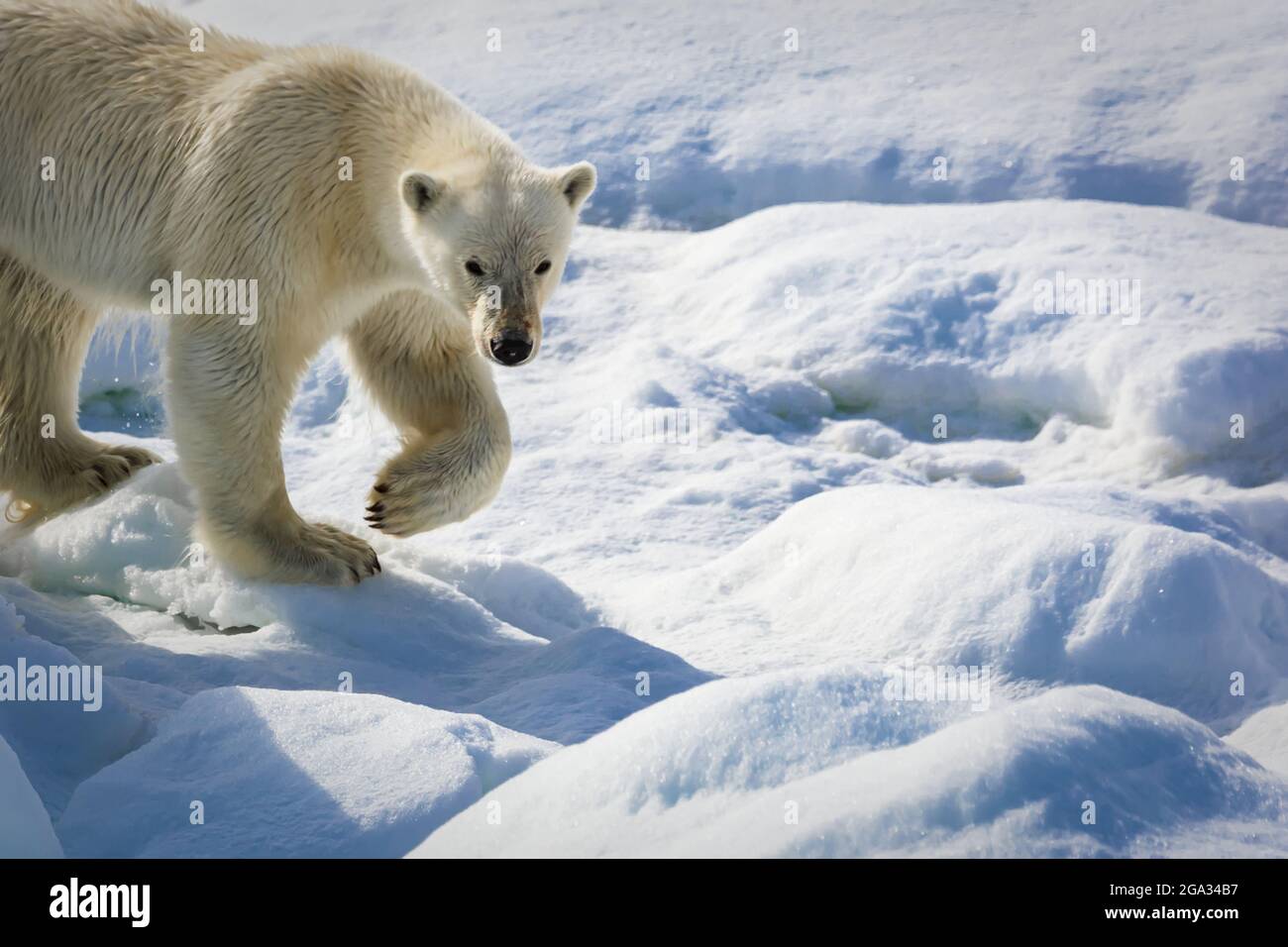 Polar Bear (Ursus maritimus) walking on pack ice, Hinlopen Strait; Svalbard, Norway Stock Photo