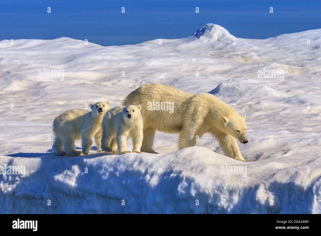 Polar bear mother and cubs (Ursus maritimus) on iceberg, Hinlopen Strait; Svalbard, Norway Stock Photo