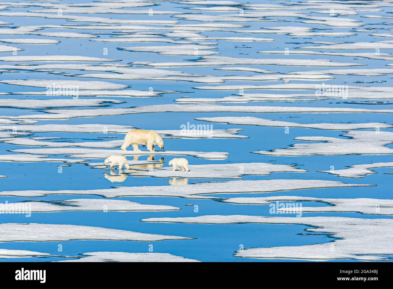 Polar bear mother and cubs (Ursus maritimus) walking on melting pack ice, Hinlopen Strait; Svalbard, Norway Stock Photo