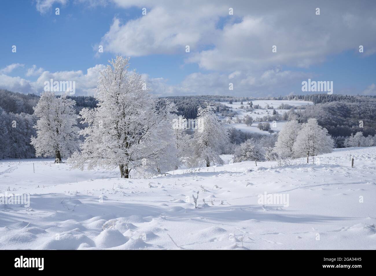 Beech trees (Fagus) in a winter landscape, Heidelstein, Rhon Mountains; Oberelsbach, Bavaria, Germany Stock Photo
