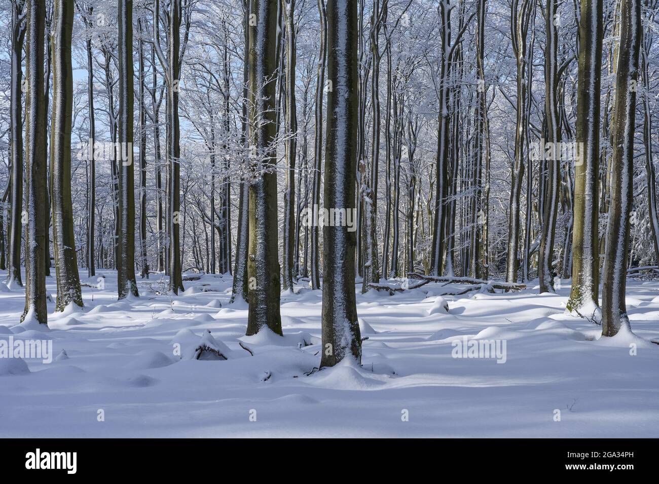 Beech tree forest in winter, Wasserkuppe mountain, Rhon Mountains; Gersfeld, Hesse, Germany Stock Photo