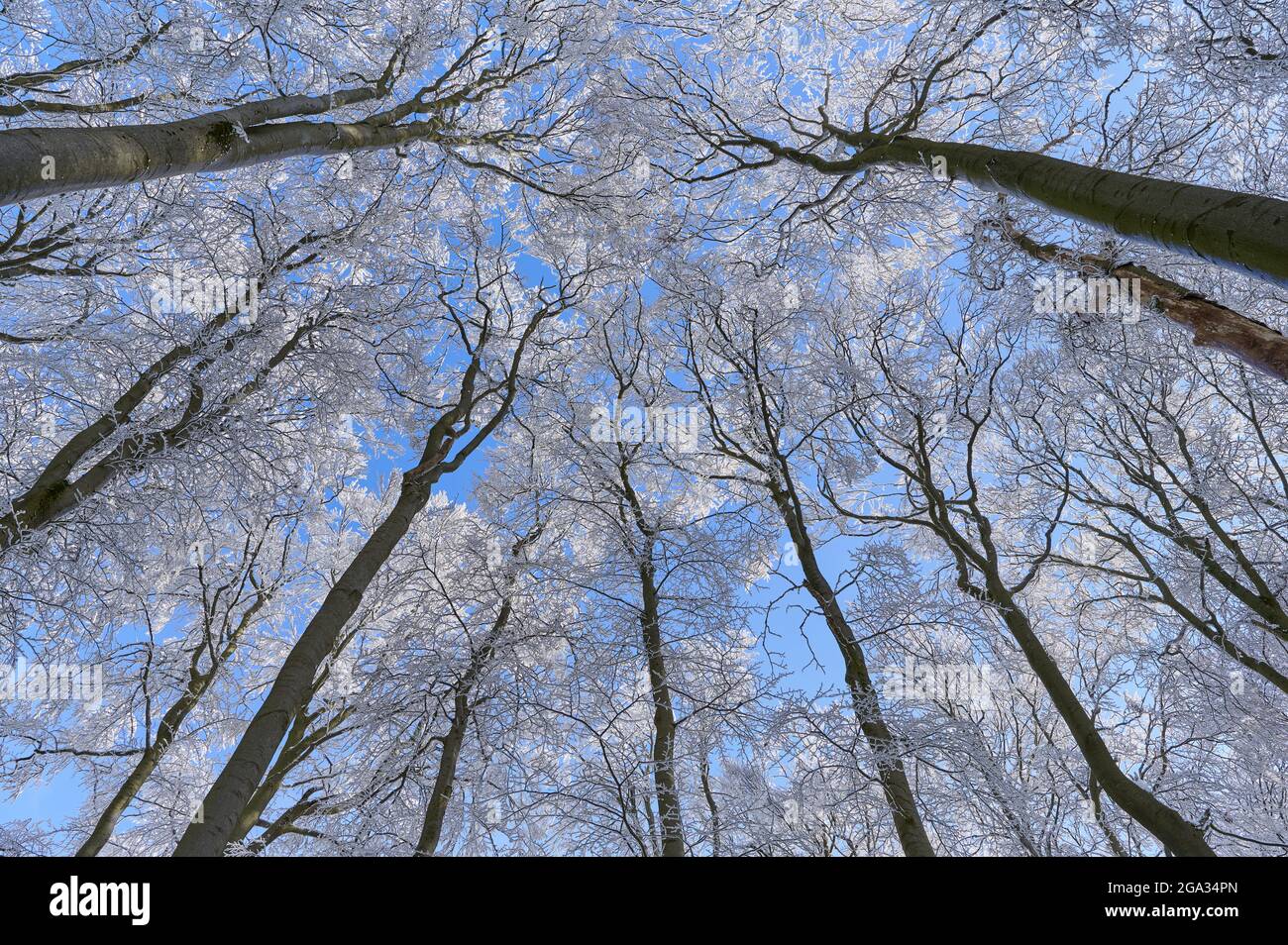 View to the frosty treetops and blue sky in a beech forest in winter, Wasserkuppe mountain, Rhon Mountains; Gersfeld, Hesse, Germany Stock Photo