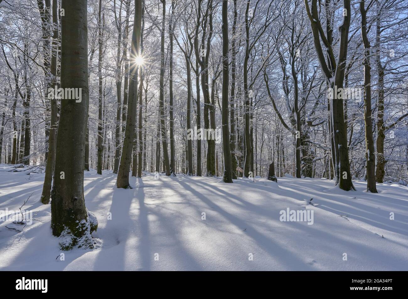 Beech tree forest with sunburst in winter, Wasserkuppe mountain, Rhon Mountains; Gersfeld, Hesse, Germany Stock Photo
