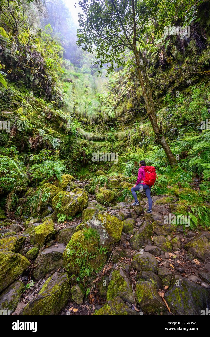 Levada do Caldeirão - hiking path in the forest in Levada do Caldeirao Verde Trail - tropical scenery on Madeira island, Portugal. Stock Photo