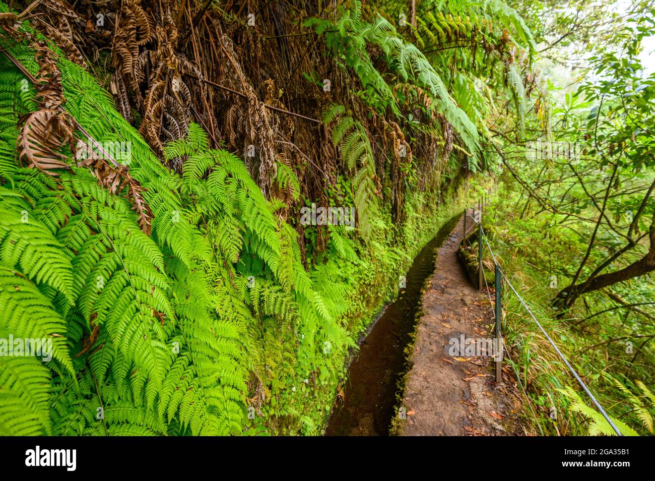 Levada do Caldeirão - hiking path in the forest in Levada do Caldeirao Verde Trail - tropical scenery on Madeira island, Portugal. Stock Photo